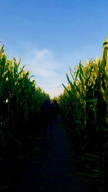 The corn was pretty high!